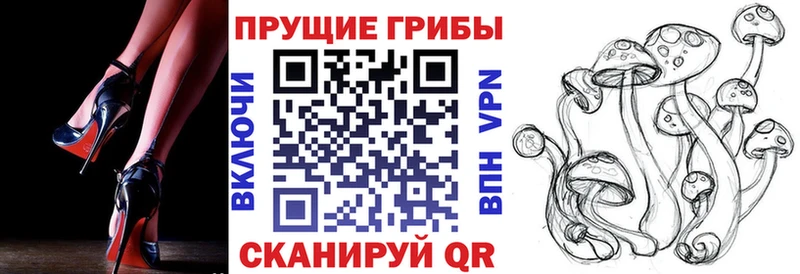 kraken tor  где найти   Бор  Галлюциногенные грибы Psilocybe 